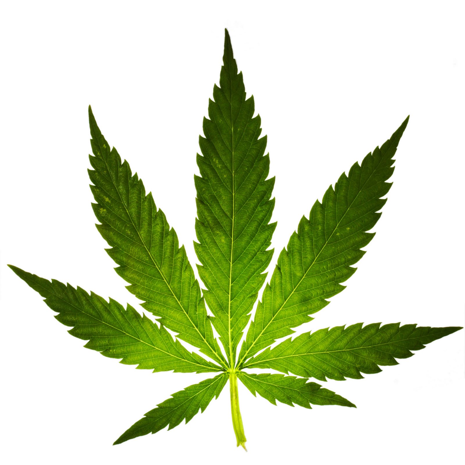 cannabis-leaf-80682.jpg