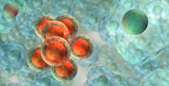 cellule_staminali.jpg cellule_staminali.jpg