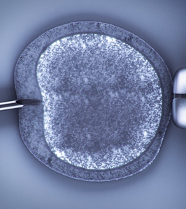 embrione.jpg embrione.jpg