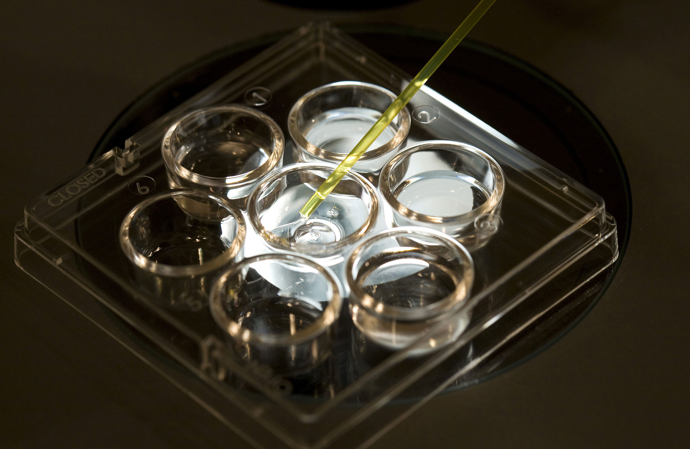 fecondazione.jpg fecondazione.jpg