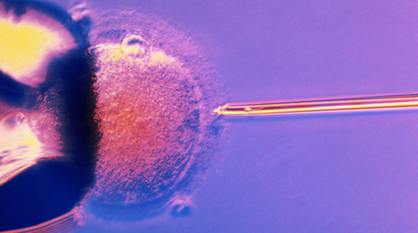 fecondazione.jpg fecondazione.jpg