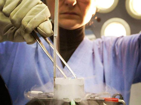 fecondazione.jpg fecondazione.jpg