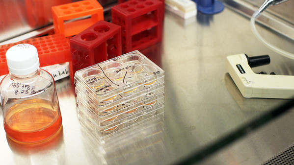 stamii.jpg stamii.jpg