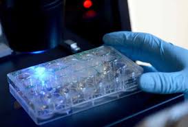 staminali8.jpg staminali8.jpg