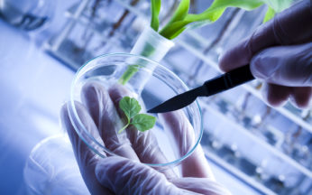 biotecnologie verdi