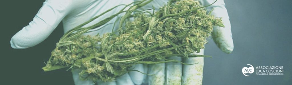 banner appello cannabis