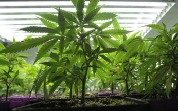 Piantine di cannabis